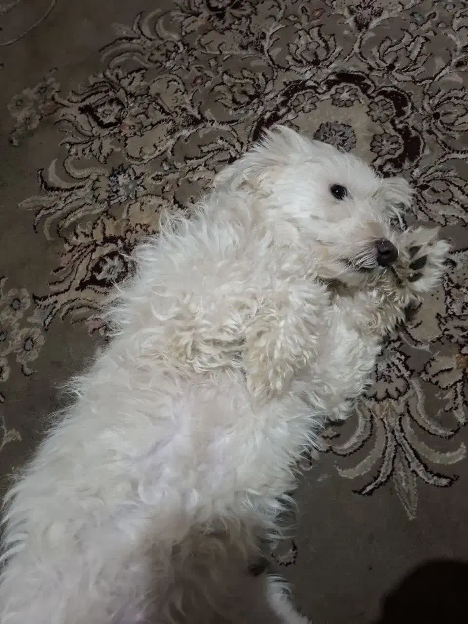 سگ تریر پودل|سگ|تهران, خزانه|دیوار