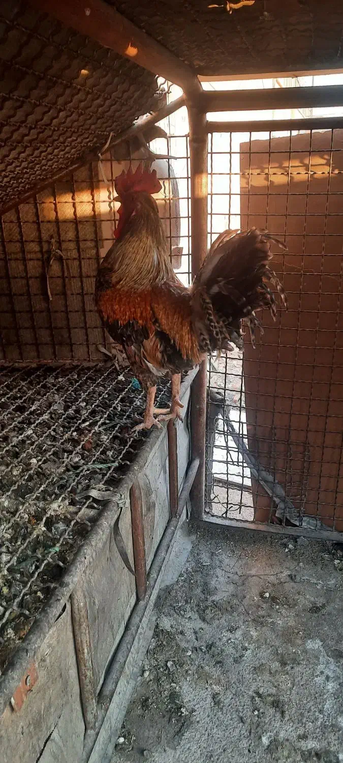 خروس گلین|حیوانات مزرعه|نسیمشهر, |دیوار