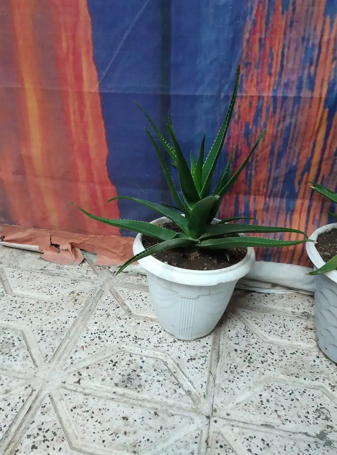 گل زیبا|گل و گیاه طبیعی|نیشابور, بنیاد شهید|دیوار