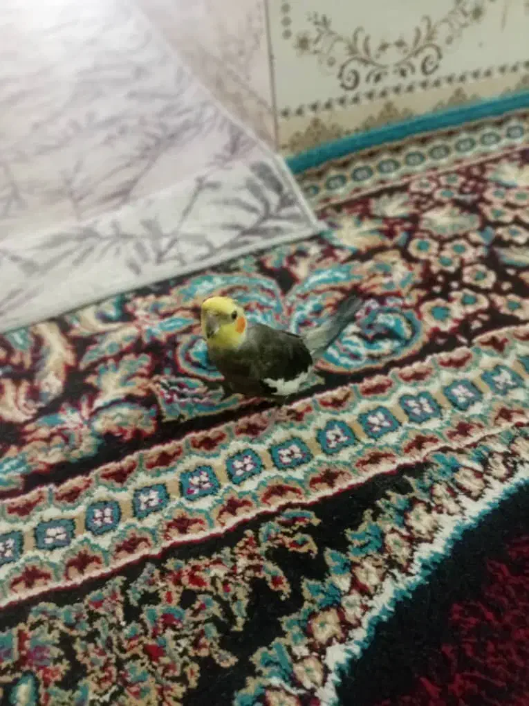 پرنده عروس هلندی  ومیخوام وسالم تمیز|پرنده|کارون, |دیوار