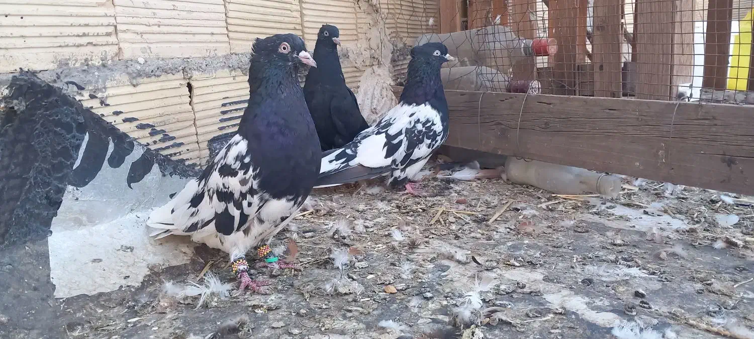 کبوتر کله ای درسوسنگرد.|پرنده|اهواز, منازل کارون|دیوار