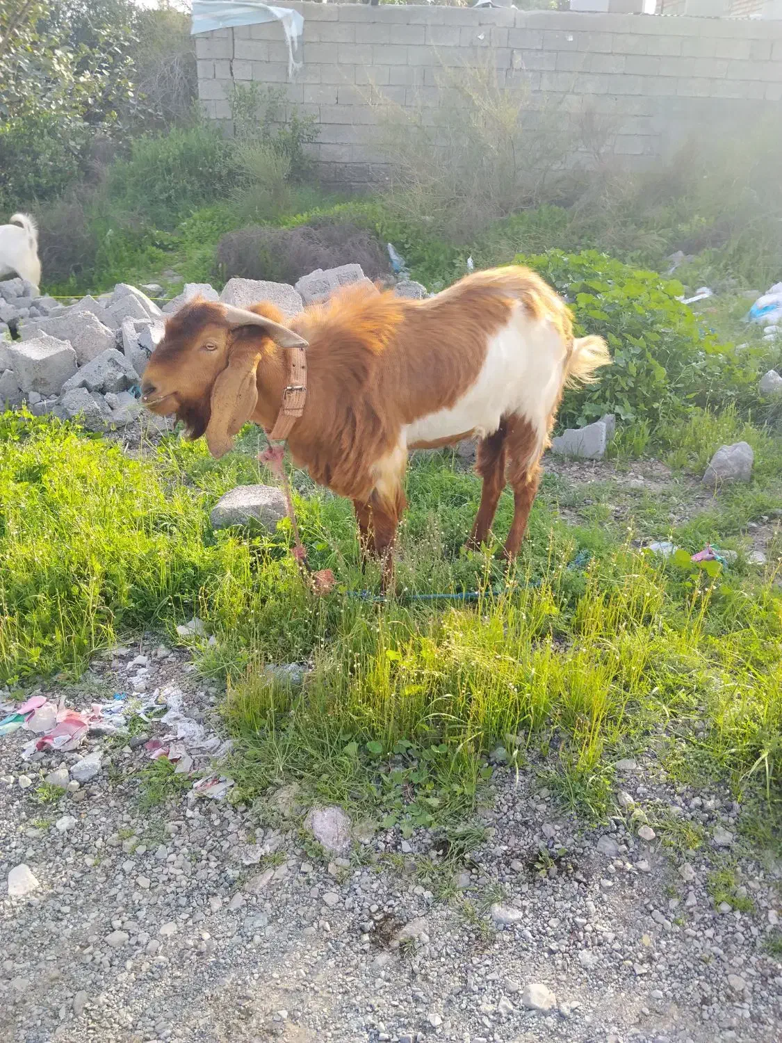 نر داشتی|حیوانات مزرعه|رودان, |دیوار