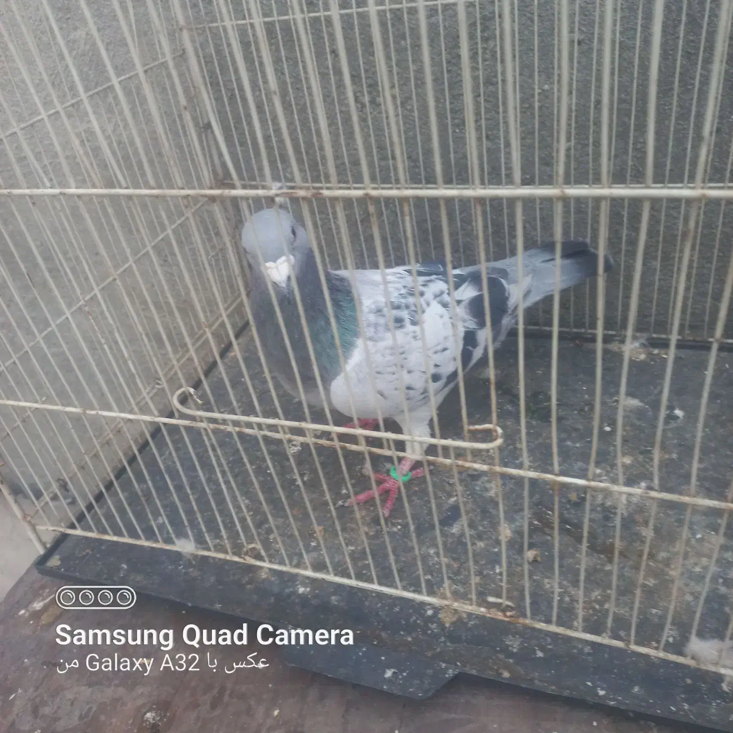 ۶تا کفتر قلمرو مقبول|پرنده|مشهد, هفده شهریور|دیوار