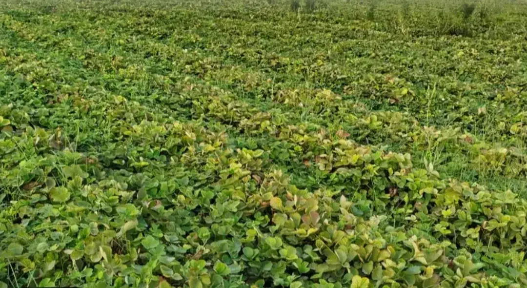 نهال توت فرنگی کاماروس پا بلند باردهی بالا|گل و گیاه طبیعی|خان ببین, |دیوار