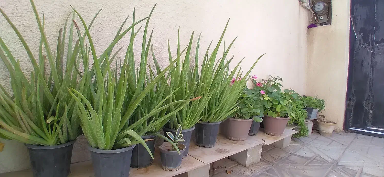 تعدادی گلدان زیبا بهفروش میرسد|گل و گیاه طبیعی|قزوین, |دیوار