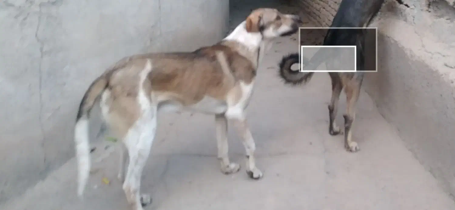 نر پانزده ماه نوه گیله کریم سردشت|سگ|خرمدره, |دیوار