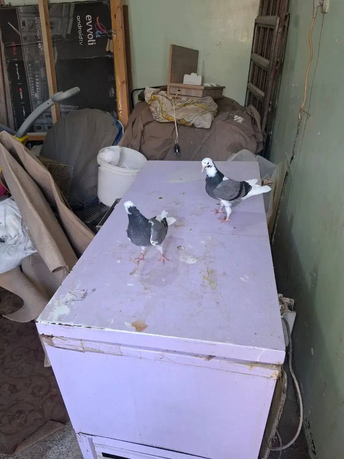 چندجفت شازده تهرانی|پرنده|بندر ماهشهر, |دیوار