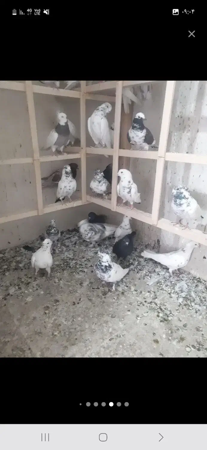 بارجدید رسید|پرنده|کوهدشت, |دیوار