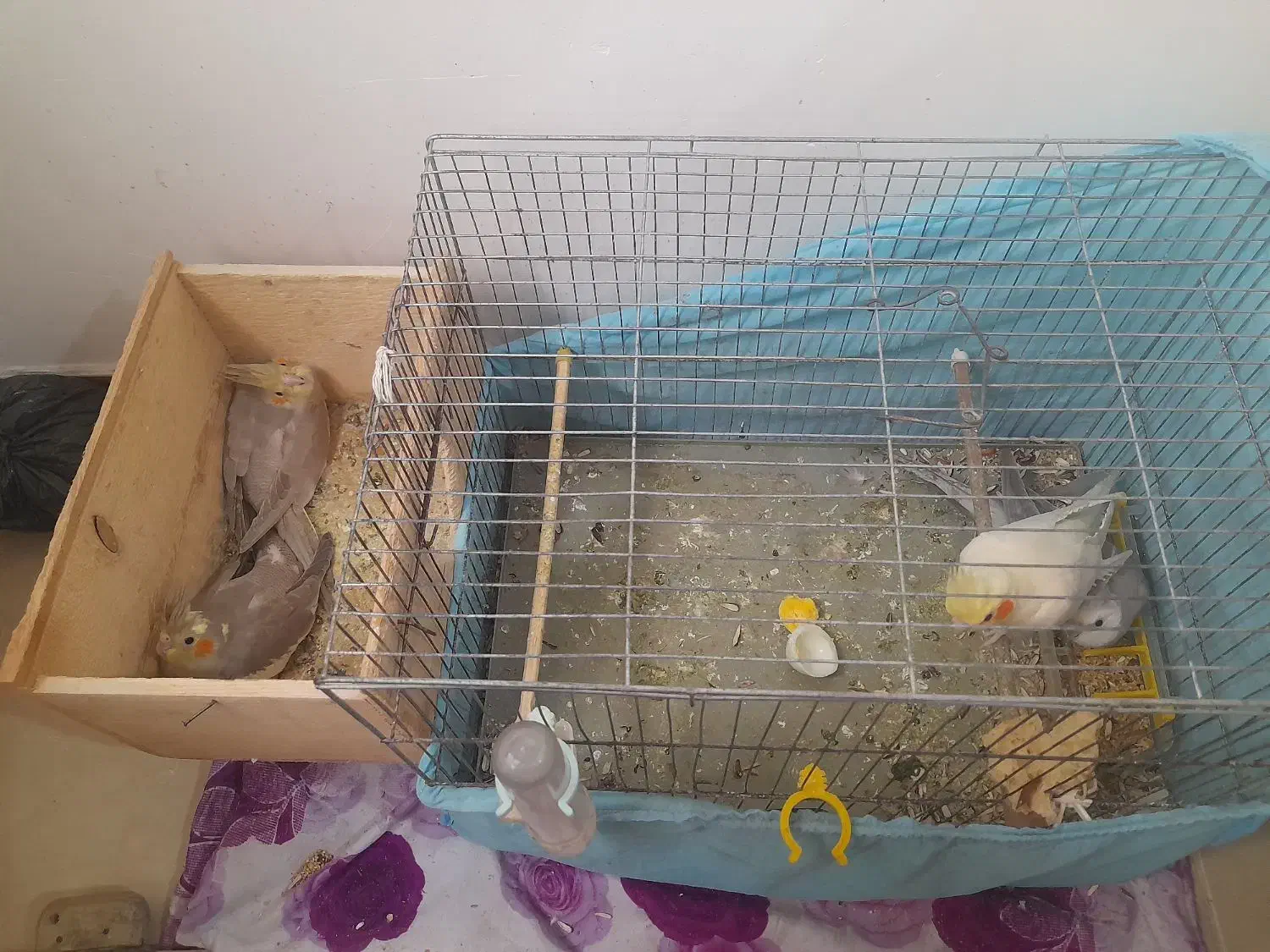 پدر آلبیونو ومادر لوتیتو با دوجوجه دانه خور|پرنده|رشت, دیانتی|دیوار