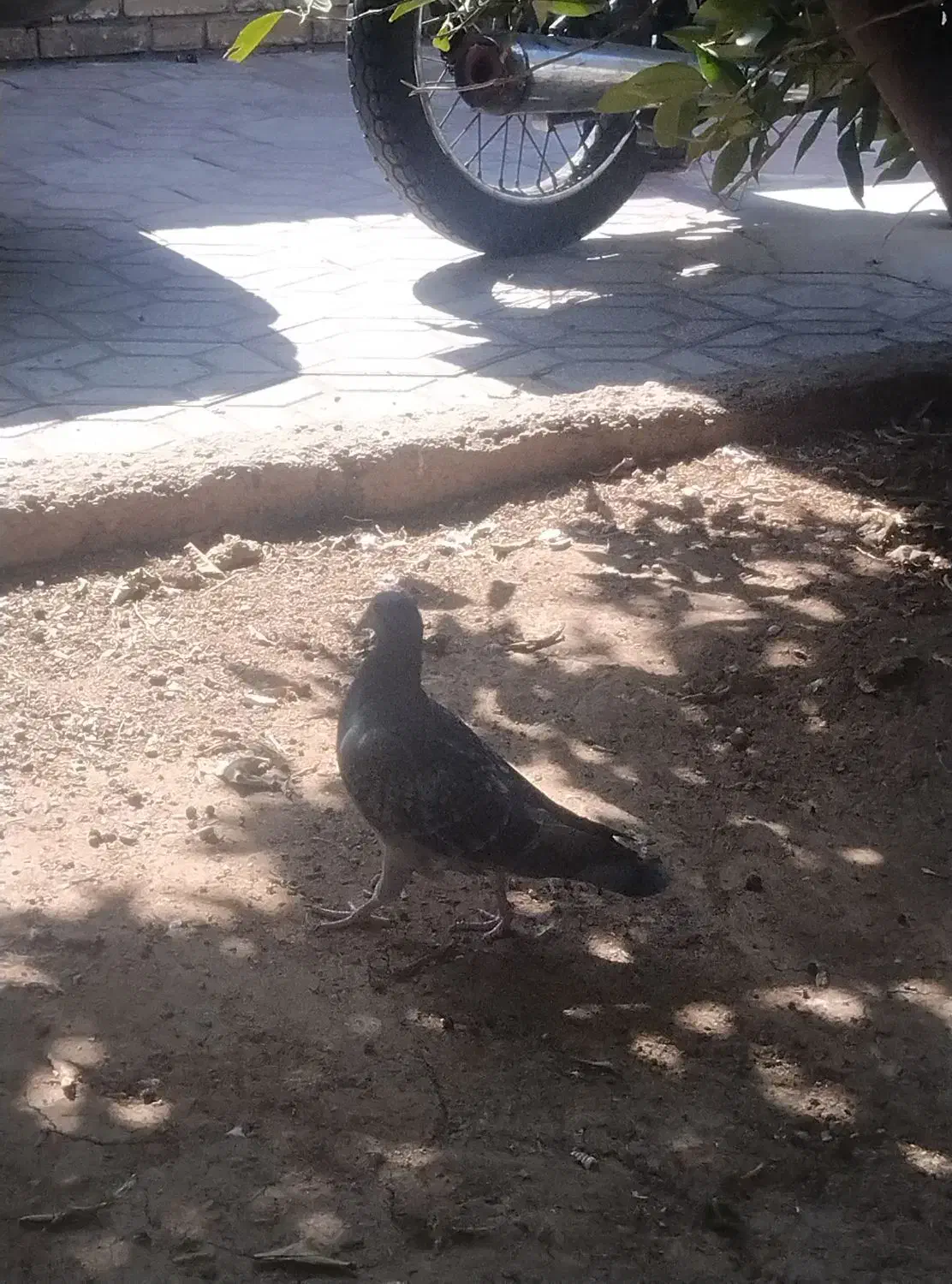 گرفتنی|پرنده|شیراز, لاله|دیوار