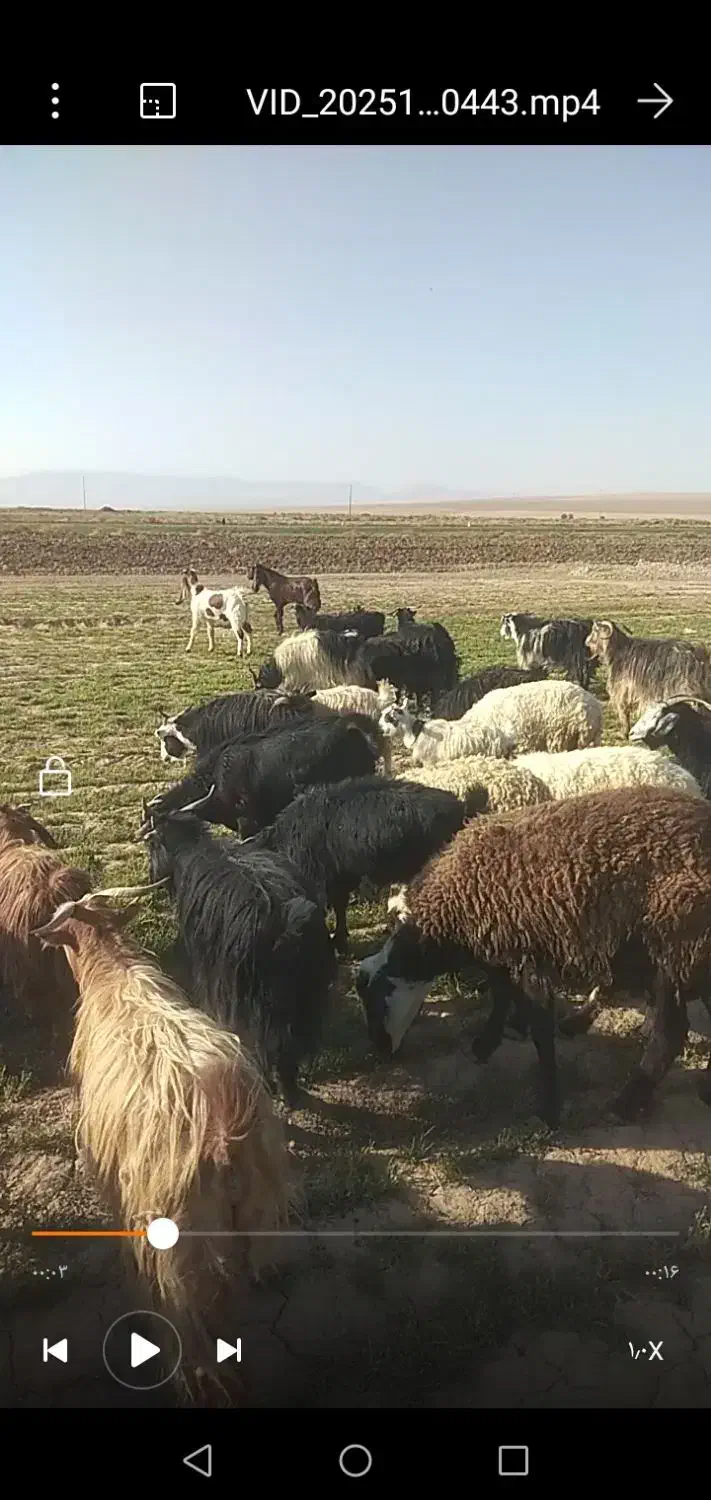 بز فروشی همه تکه خوردن از نربز پاکستانی دانه 8500|حیوانات مزرعه|رضویه, |دیوار