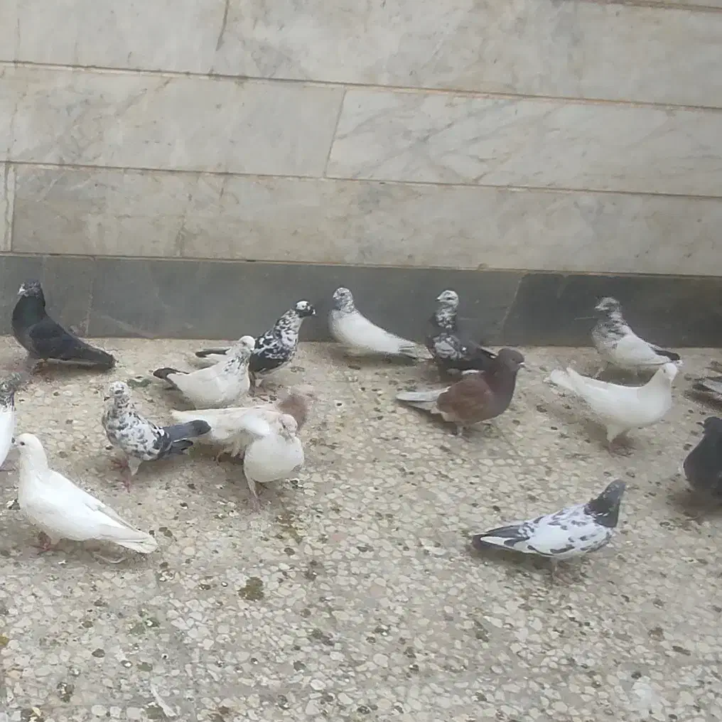 تعداد سی تا کبوتر تهرانی|پرنده|اسلامشهر, شهرک مفیدی|دیوار