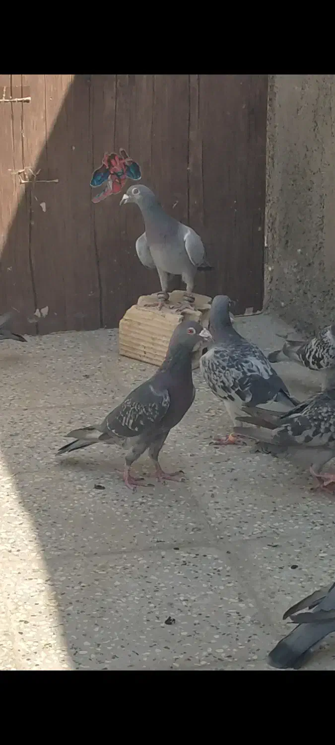 تربت حیدریه|پرنده|تربت‌حیدریه, شهید بهشتی|دیوار