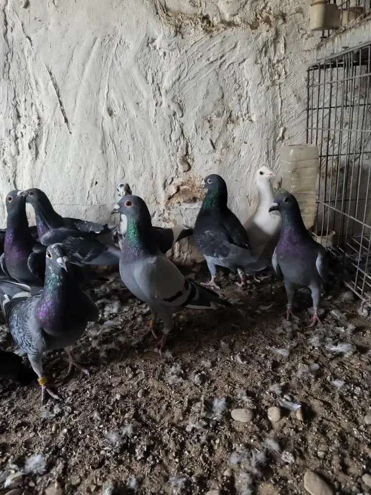 تعدادی نر|پرنده|برازجان, |دیوار