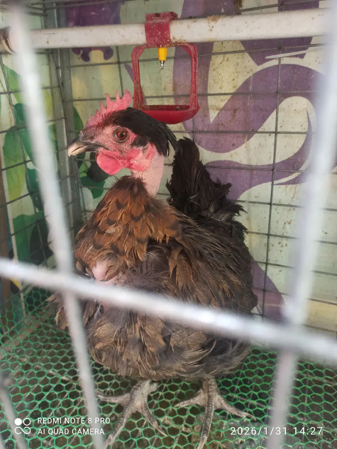 مرغ محلی|حیوانات مزرعه|قم, هنرستان|دیوار