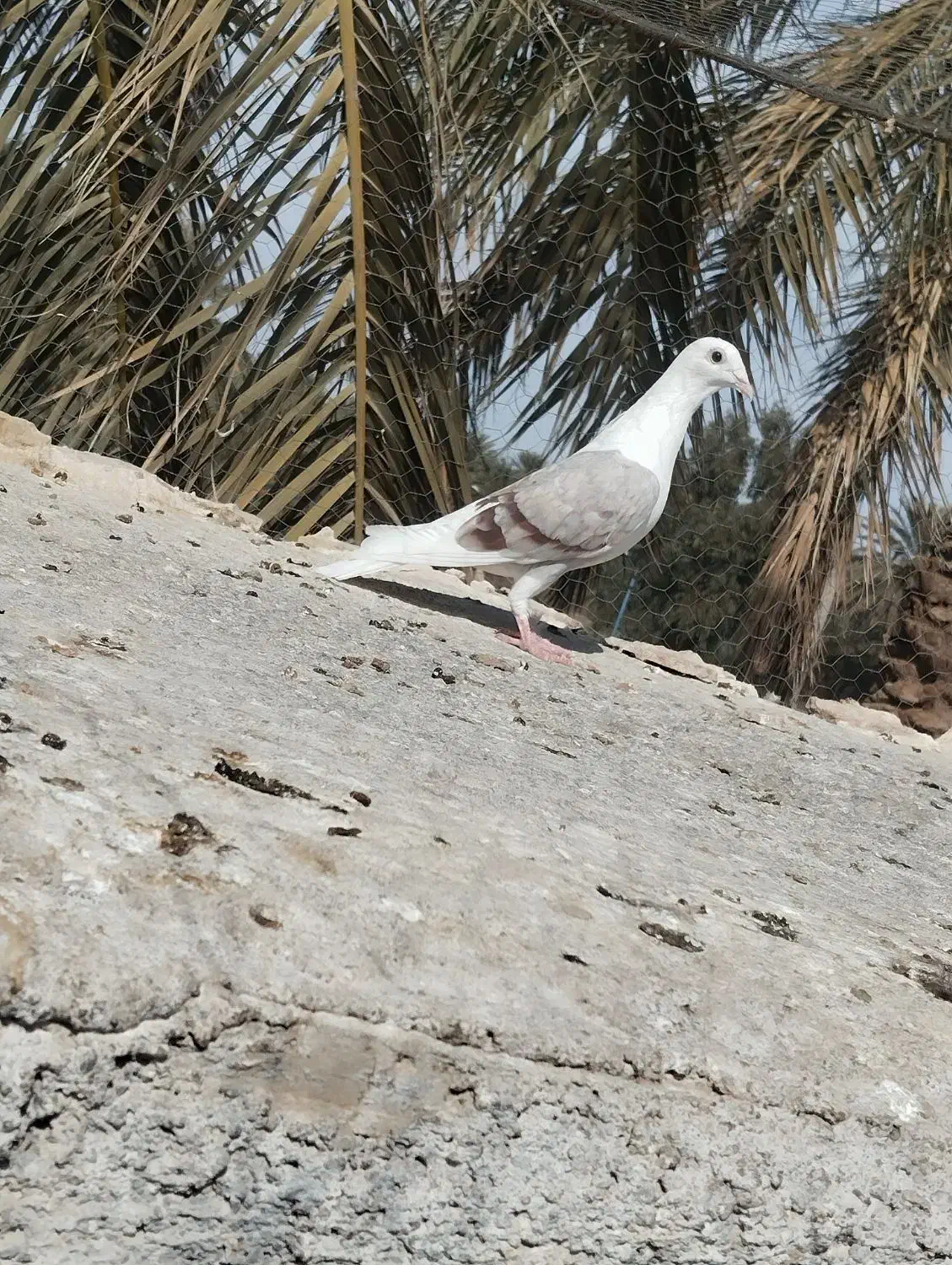 پلاکی|پرنده|بم, |دیوار