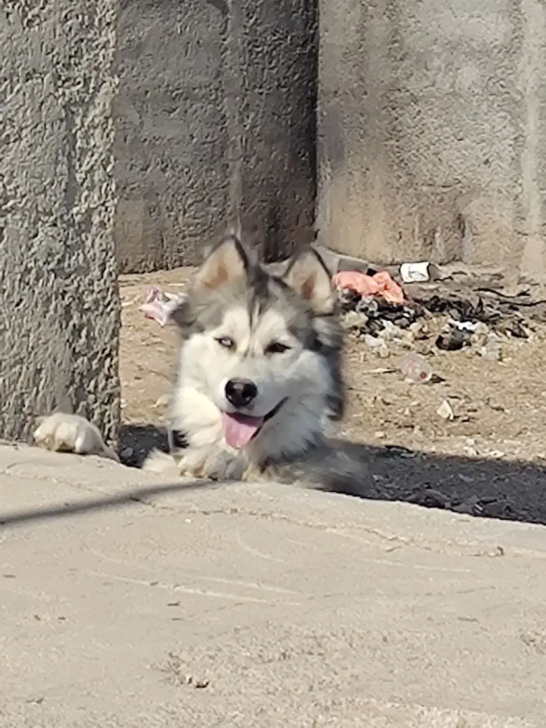 سگ هاسکی نر|سگ|کرمانشاه, |دیوار