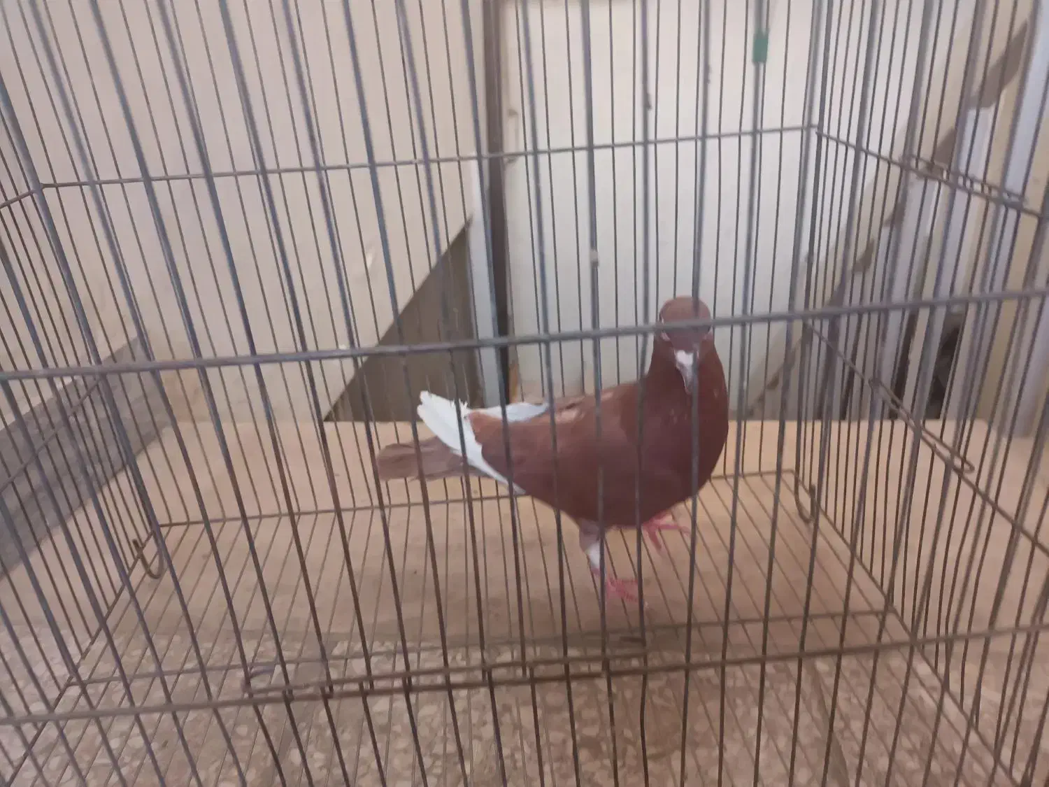 کفتررنگی وسرخ پرشی دم سفید|پرنده|قم, بنیاد|دیوار