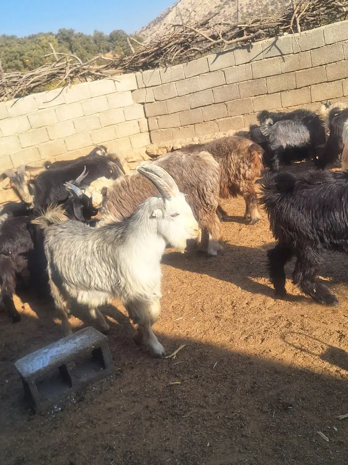 50راس کهره نر دشمن زیاری نوراباد|حیوانات مزرعه|دشمن زیاری, |دیوار