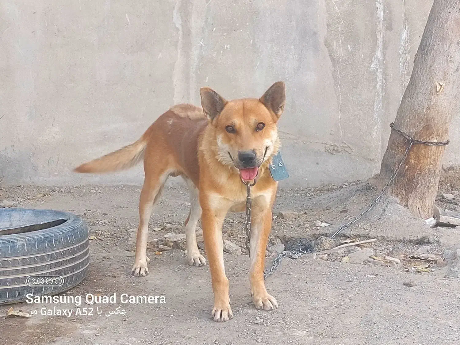 سگ نگهبان|سگ|تهران, تهرانپارس شرقی|دیوار