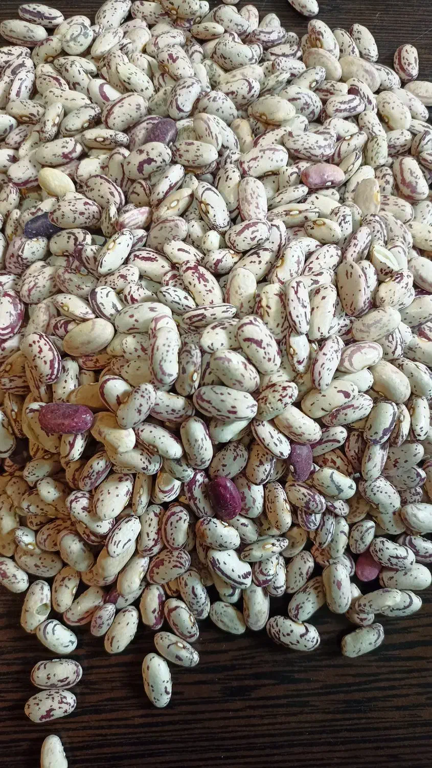 لوبیا چیتی|عمده‌فروشی|بجنورد, |دیوار