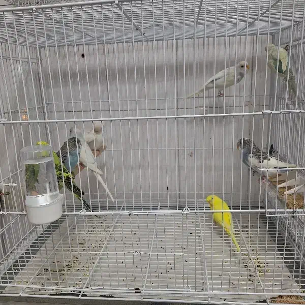 قناری . فنچ و مرغ عشق|پرنده|تربت‌حیدریه, شهرک ولیعصر|دیوار