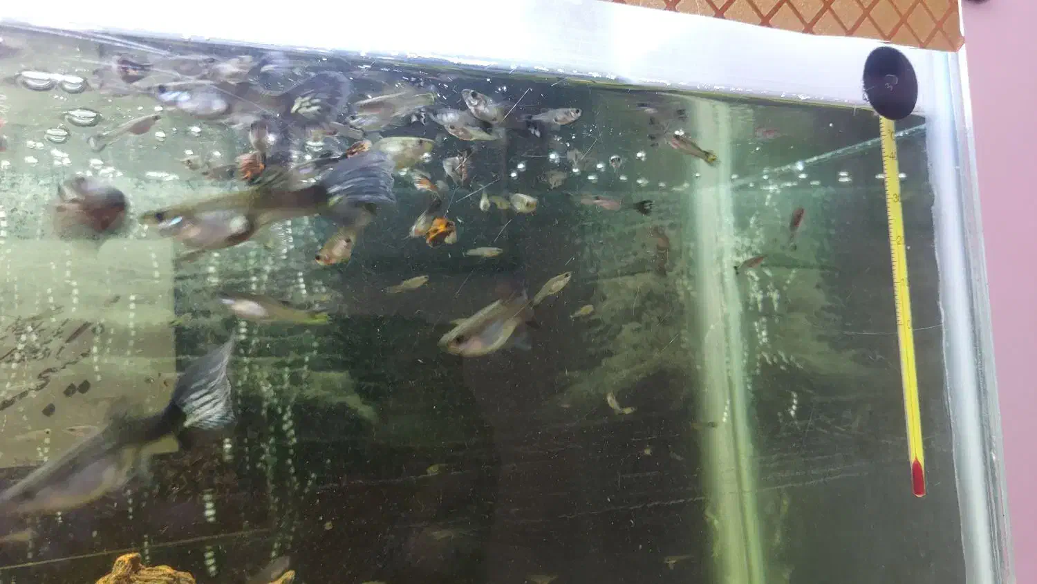 ماهی گوپی نژاد دار|ماهی|همدان, |دیوار