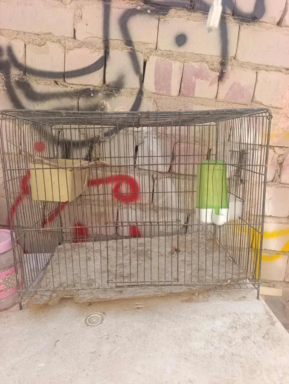 جفت مرغ عشق بالغ|پرنده|ایرانشهر, |دیوار