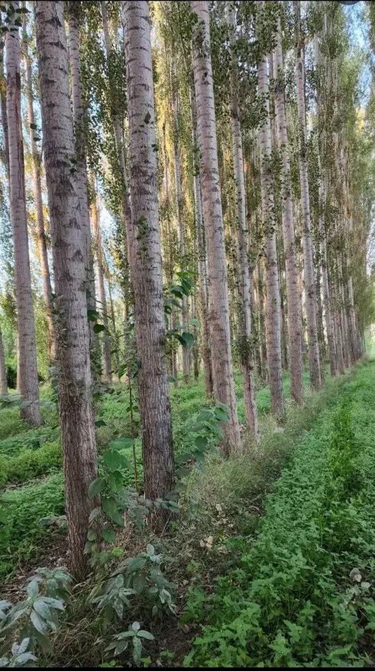 ارسال نهال  از معتبرترین نهالستان کشور  (صنوبر)|خدمات باغبانی و درختکاری|قطور, |دیوار