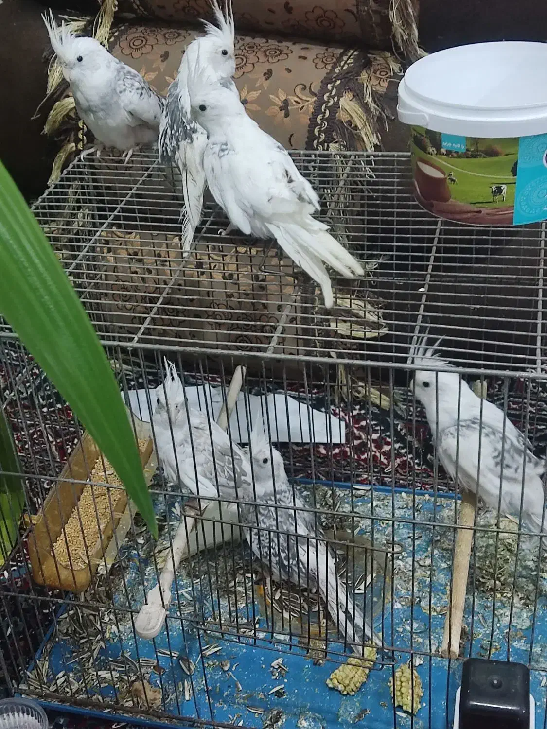 عروس هلندی|پرنده|شیراز, شهرک رضوان|دیوار