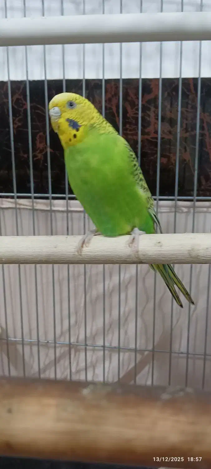 مرغ عشق ماده بالغ فوری|پرنده|آزادشهر, |دیوار