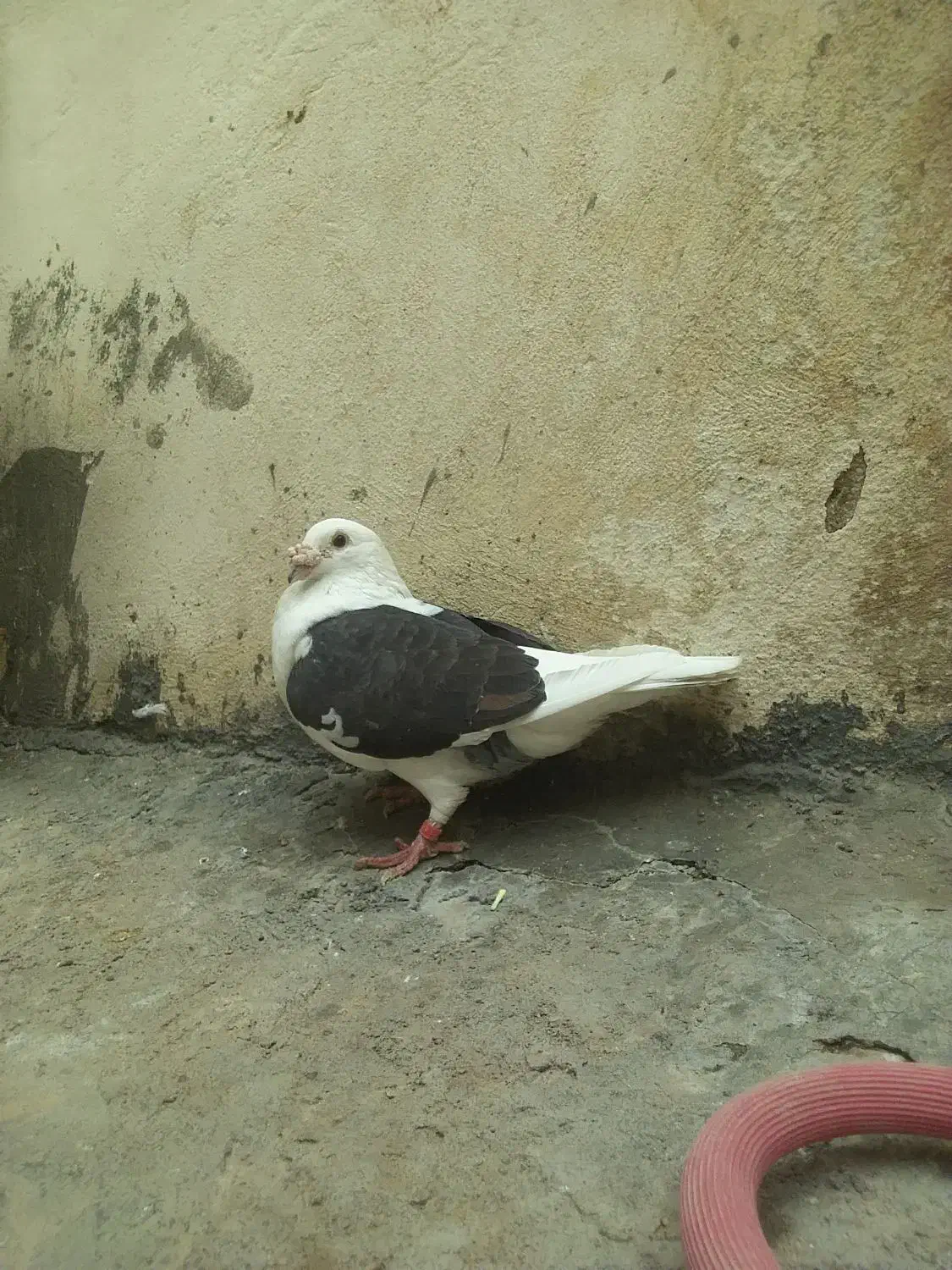 دوکت|پرنده|شوشتر, |دیوار