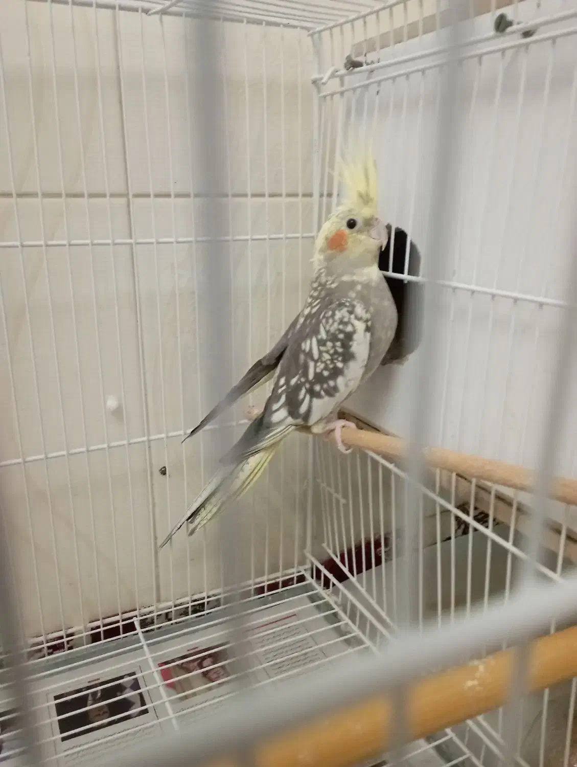 عروس هلندی جفت مولد|پرنده|گنبد کاووس, |دیوار