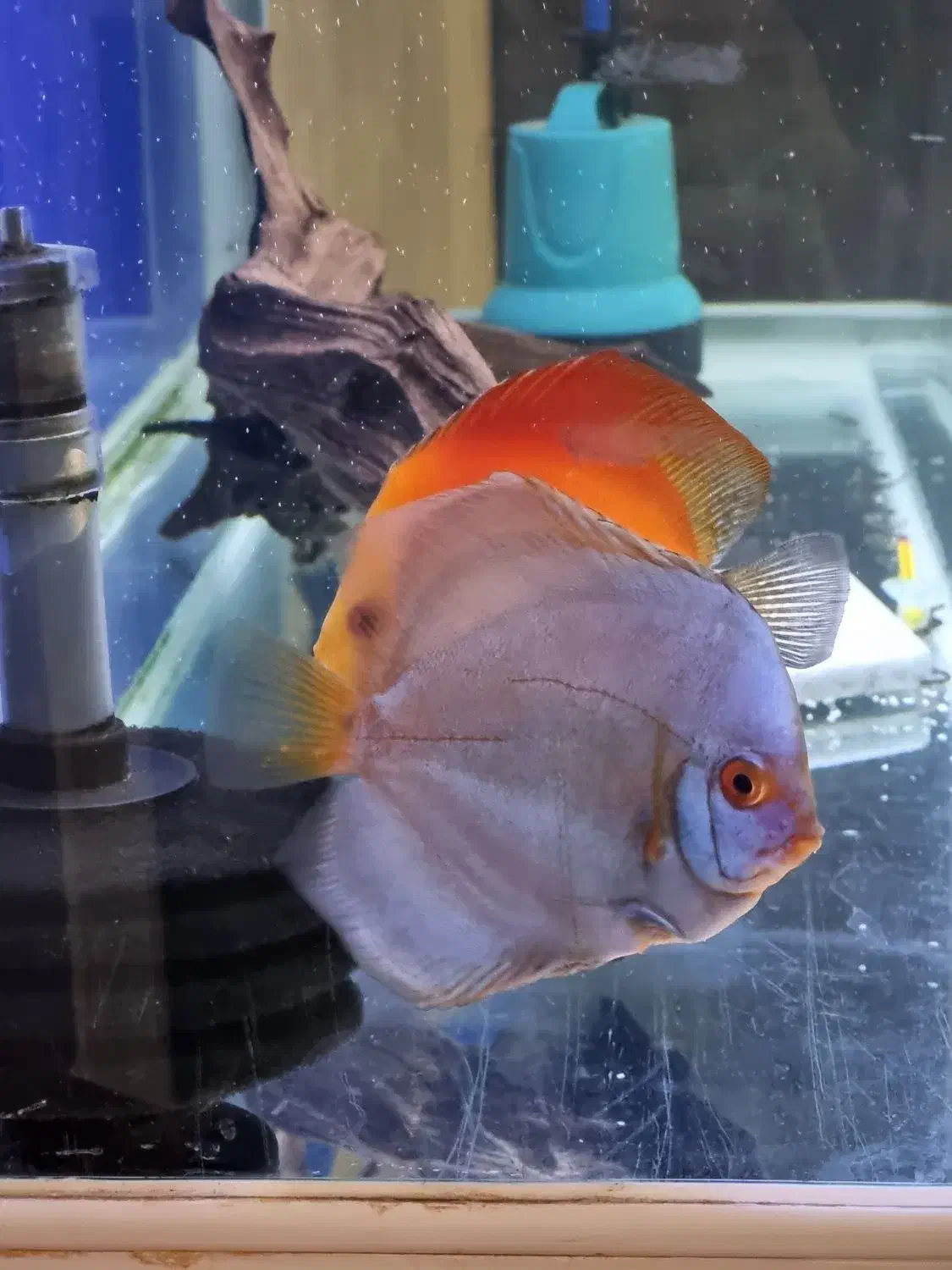 دیسکس|ماهی|باسمنج, |دیوار