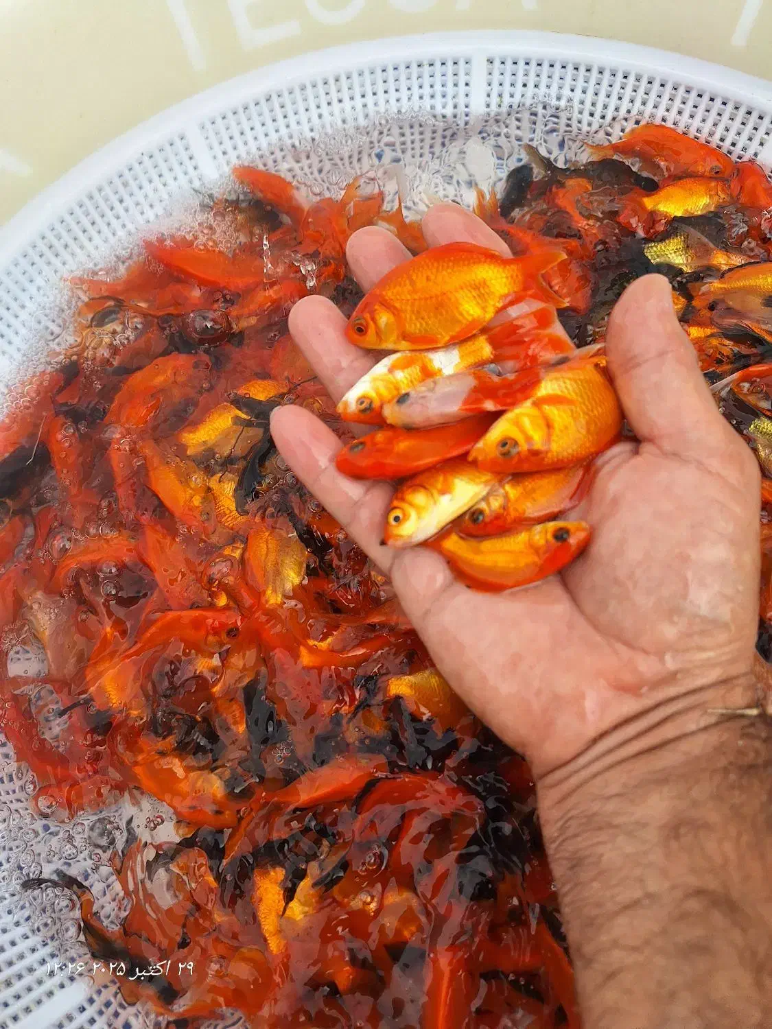 ماهی قرمز حدود ۳ بند|ماهی|سنگر, |دیوار