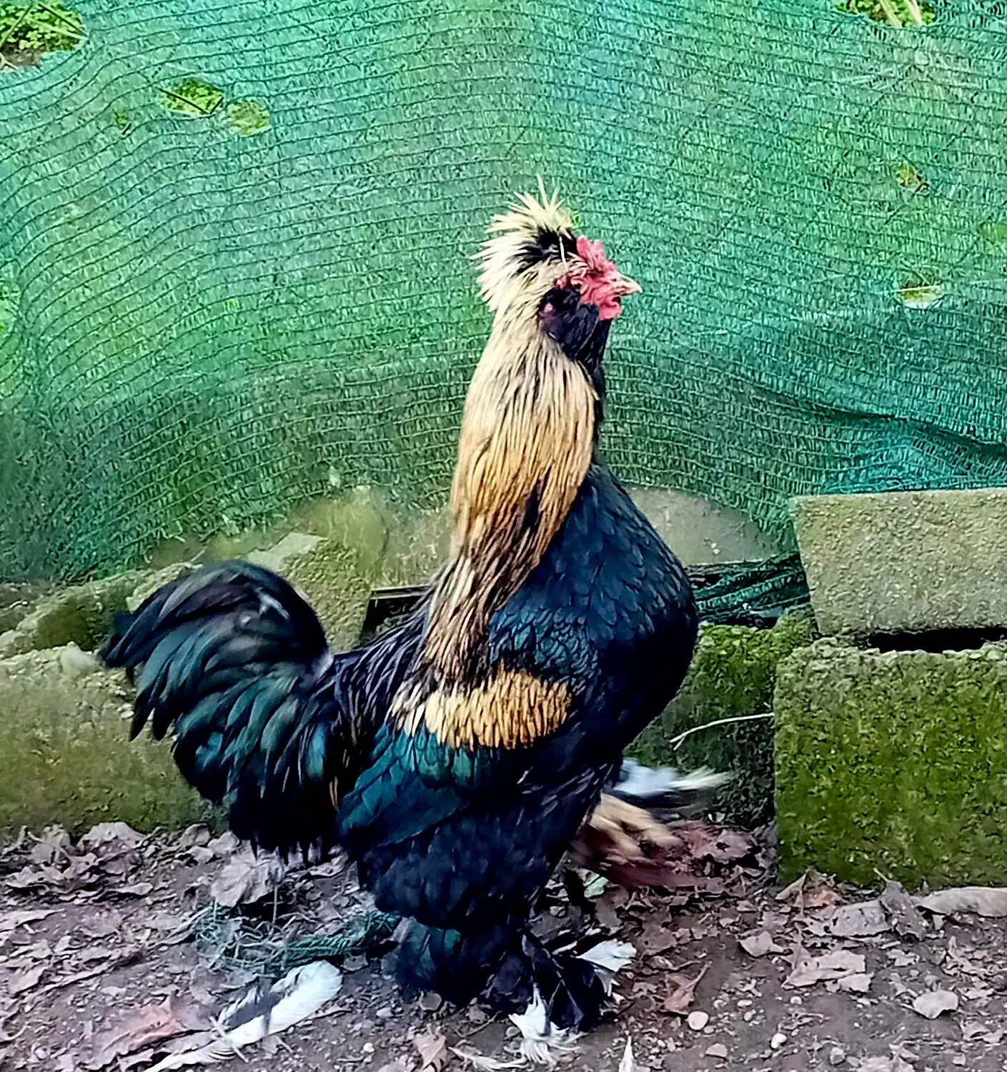 خروس و مرغ|حیوانات مزرعه|سلمان‌شهر, |دیوار