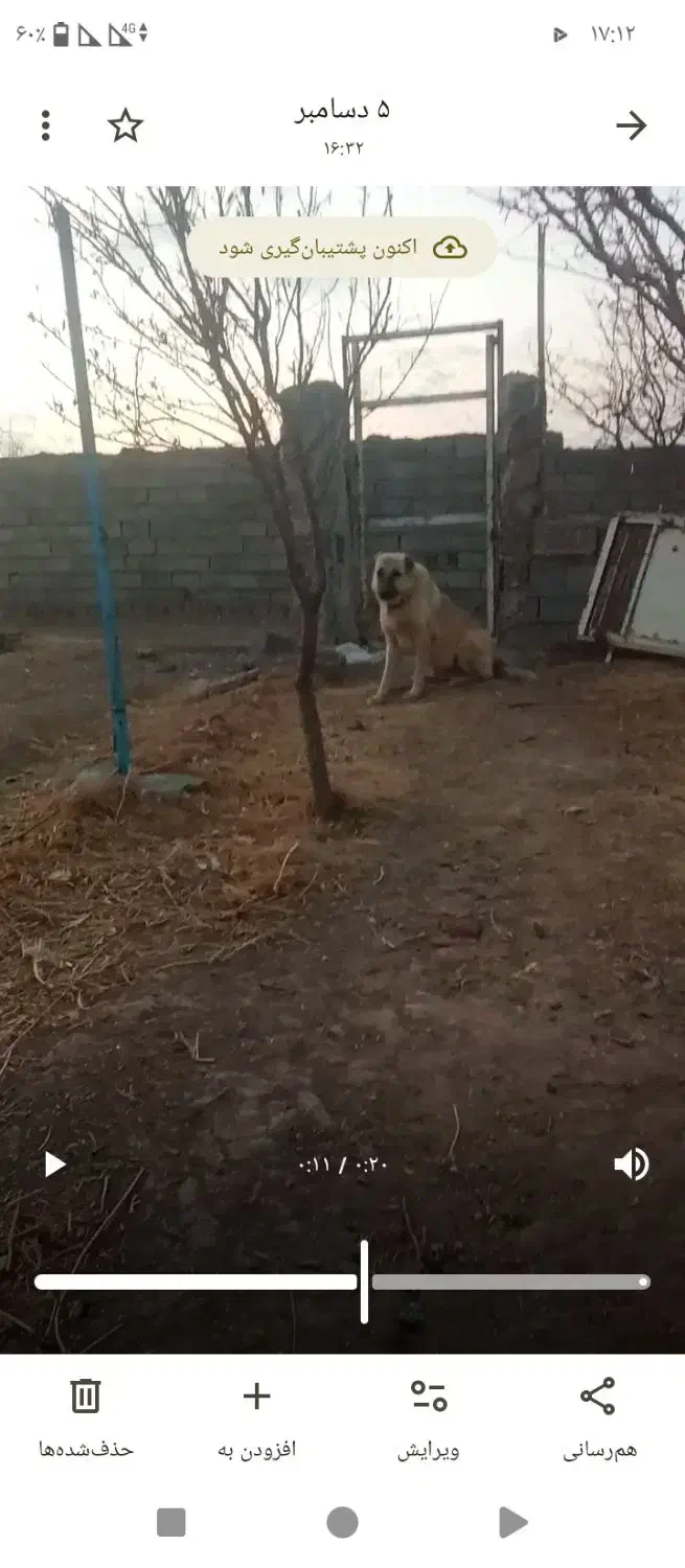 واگذاری سگ نگهبان|سگ|تربت جام, حافظ|دیوار