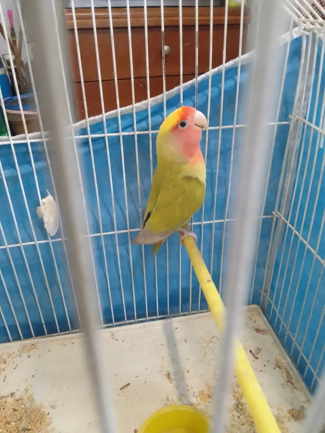 طوطی برزیلی|پرنده|رشت, دیانتی|دیوار