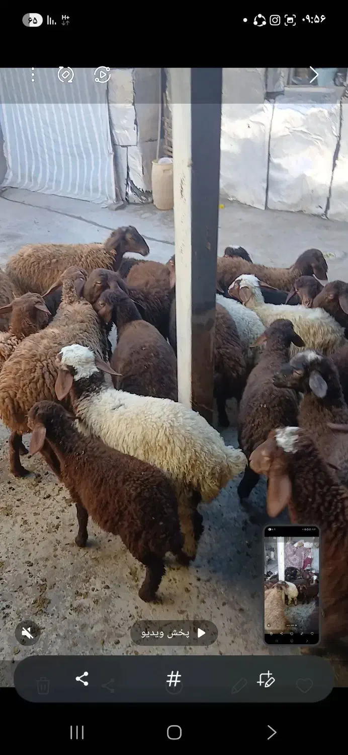 میش بره|حیوانات مزرعه|باوله, |دیوار