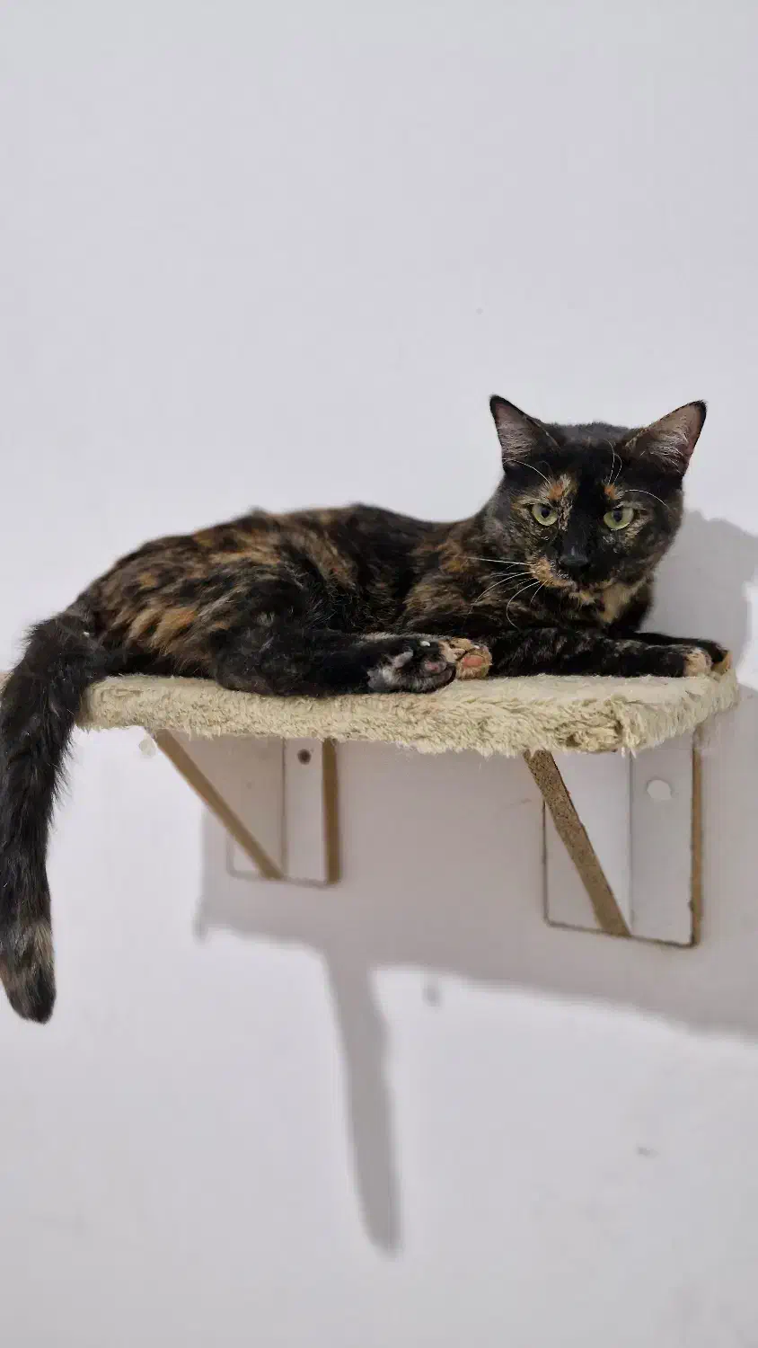 واگذاری|گربه|کرمانشاه, |دیوار