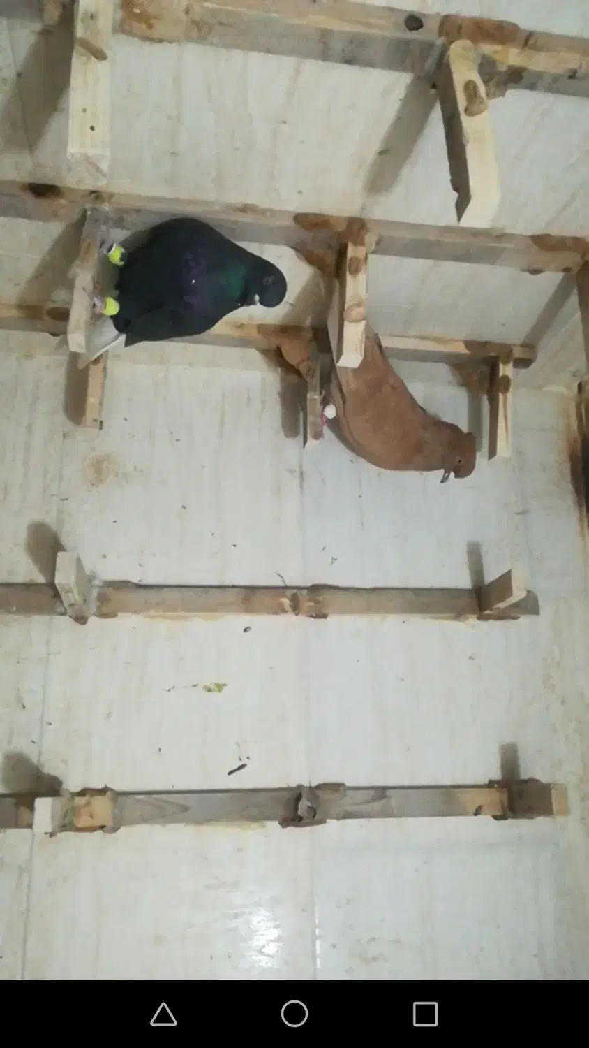 کبوتر|پرنده|صدرا-فارس, فاز ۲|دیوار