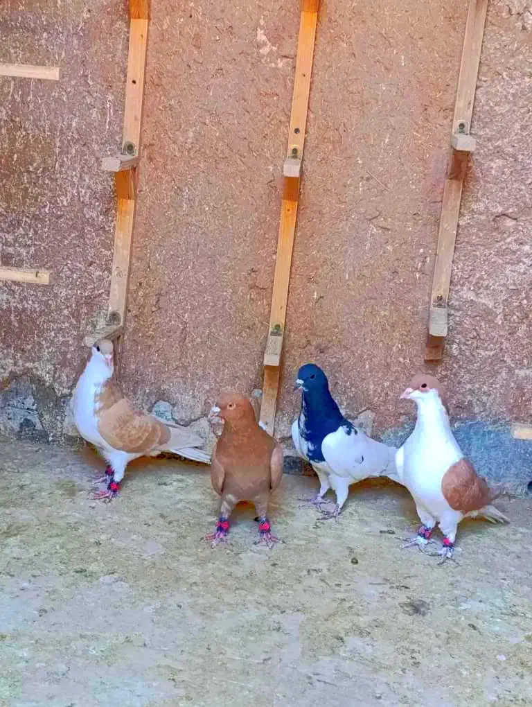 چپ فروشی|پرنده|رفسنجان, |دیوار