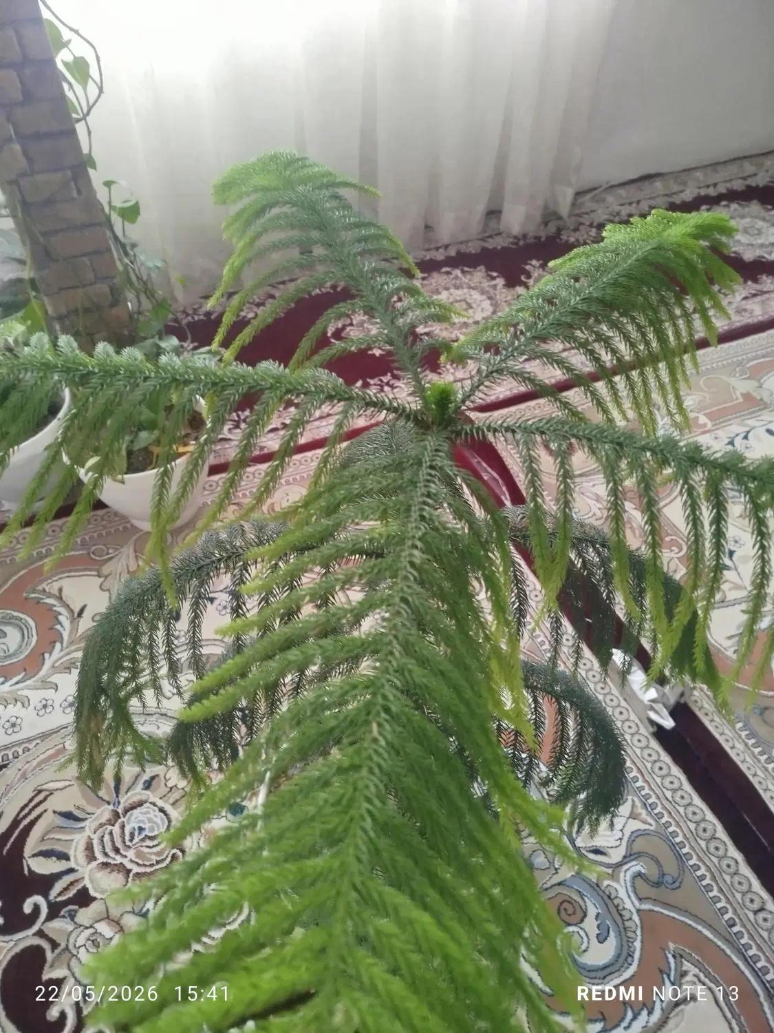 کاج مطبق|گل و گیاه طبیعی|مشهد, بهمن|دیوار