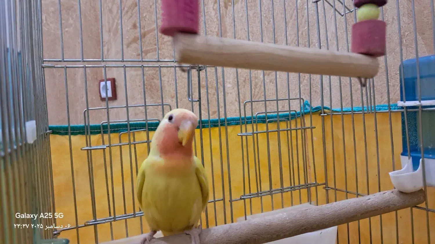 طوطی برزیلی|پرنده|سنندج, |دیوار