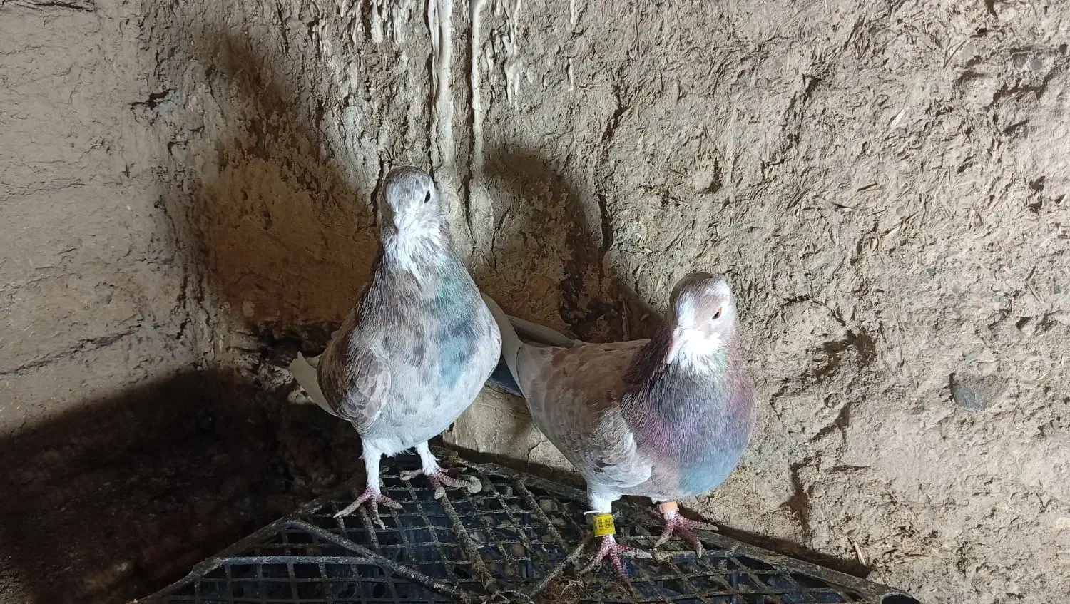 کفتر پرشی|پرنده|سامن, |دیوار