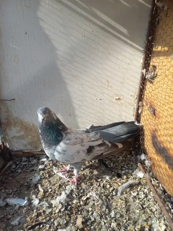 کبوتر|پرنده|همدان, |دیوار