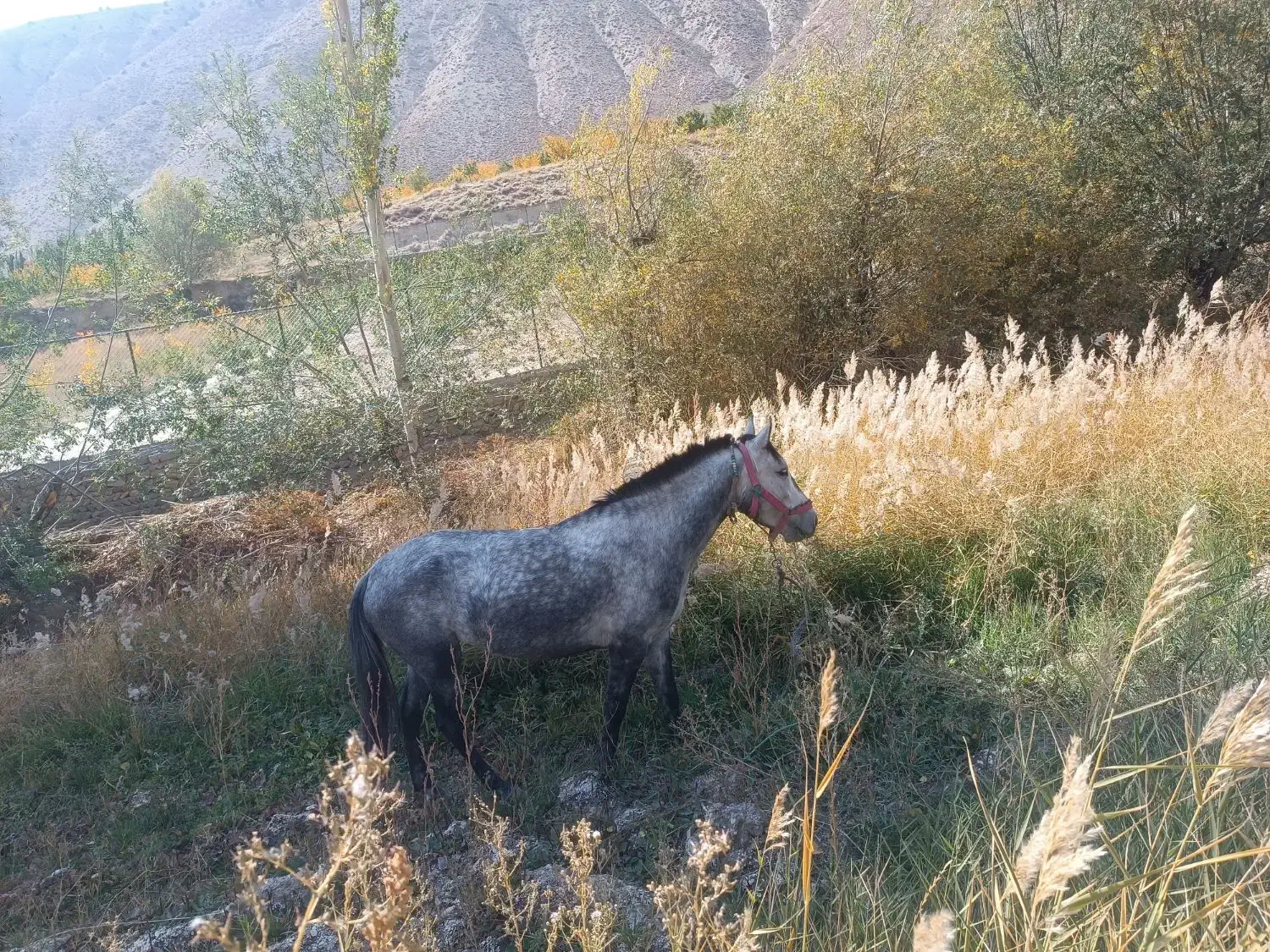 مادیان ۳سال|اسب و تجهیزات اسبسواری|شاهرود, |دیوار