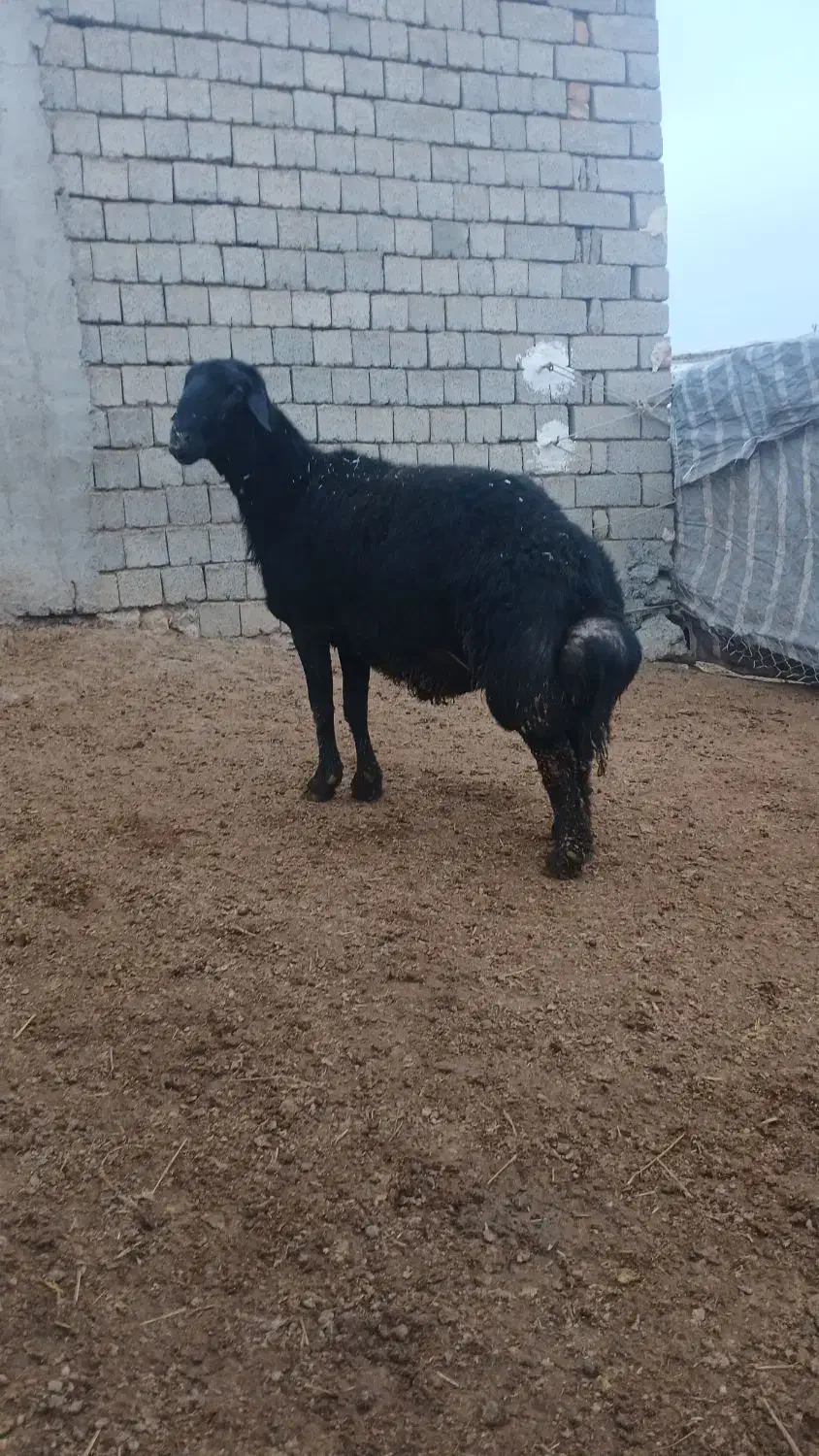 قوچ|حیوانات مزرعه|سارال, |دیوار