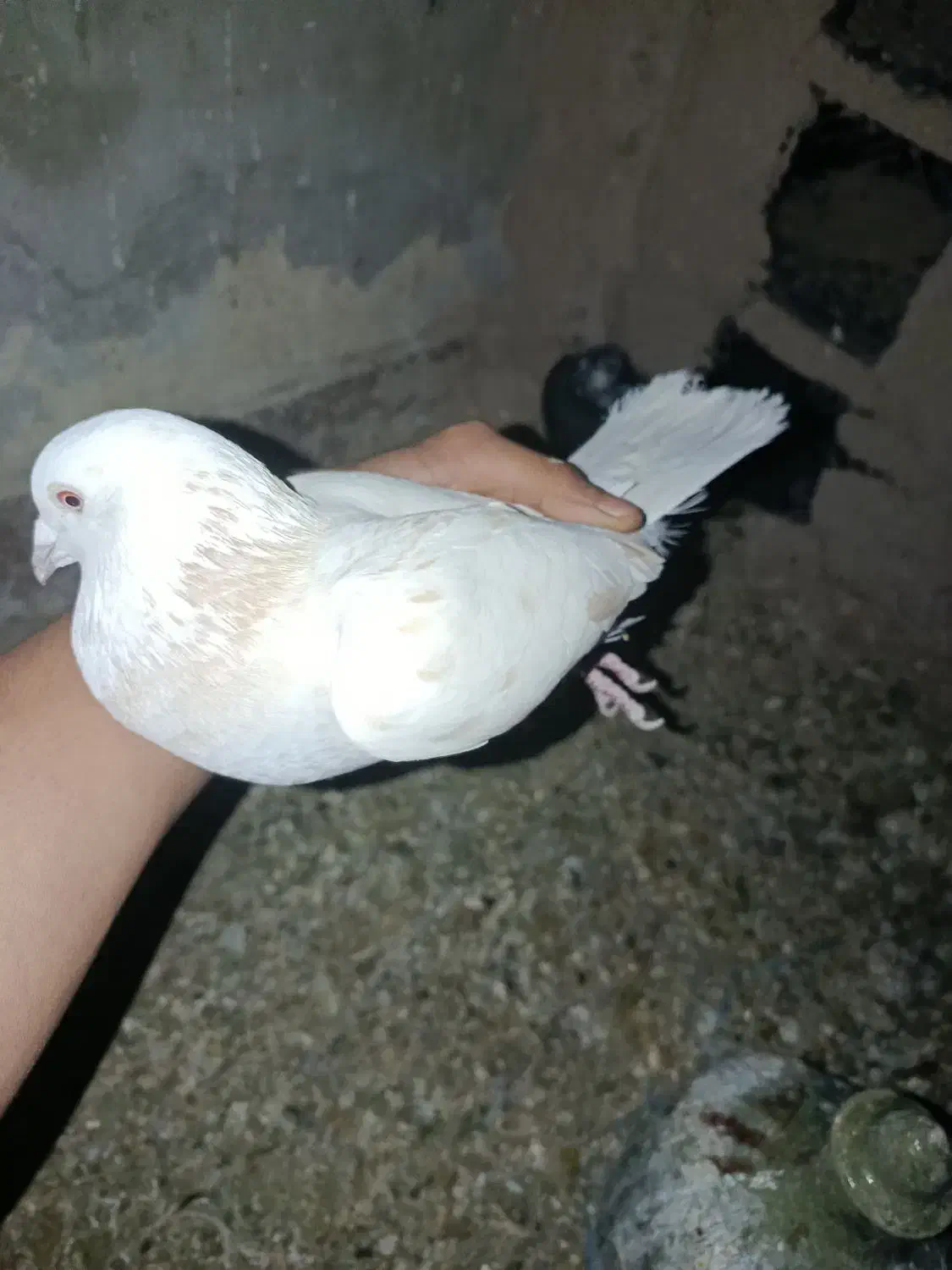 کفتر کرمونی|پرنده|سیرجان, |دیوار