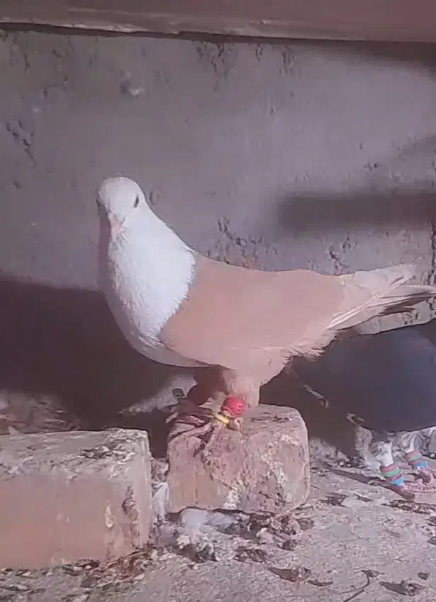 کلاغ زردوساده سیا نر|پرنده|کاشمر, |دیوار